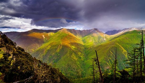Regenboog over bos Panoramisch uitzicht Bewolkt landschap - Foto, afbeelding