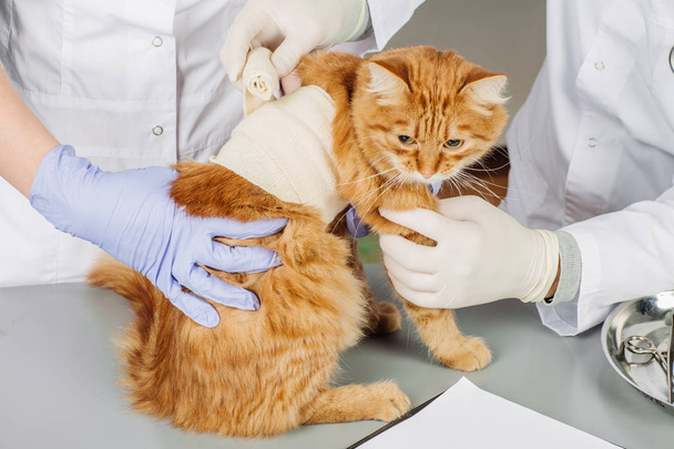 veterinarian  in vet clinic at work.  - Fotó, kép