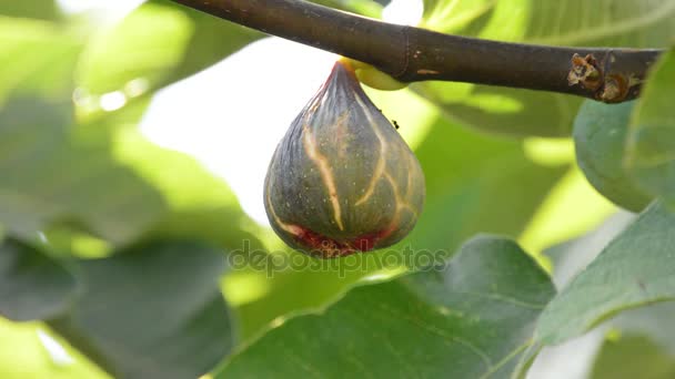 Fig gemeenschappelijke vruchten in een tak van de boom - Video