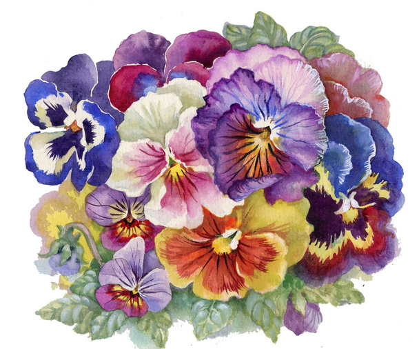 Viola tricolor - Foto, Bild
