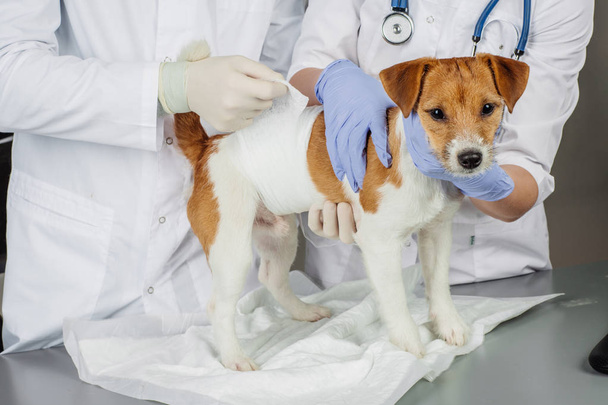 veterinarian and assistant in vet clinic - Foto, afbeelding