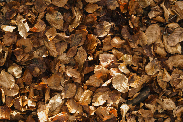 gevallen bladeren op grond - Foto, afbeelding