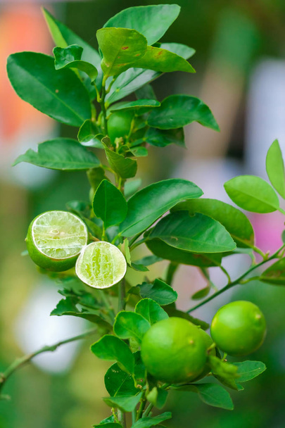 Limon ağacı meyve doğada ile kapatmak - Fotoğraf, Görsel