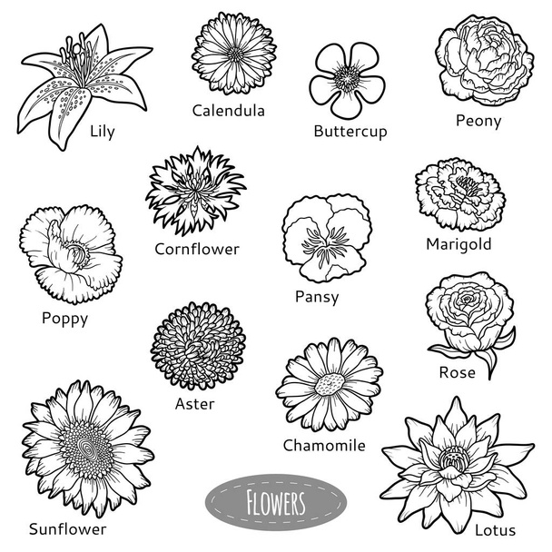 Vektorové sada kolekce květin, černé a bílé - Vektor, obrázek