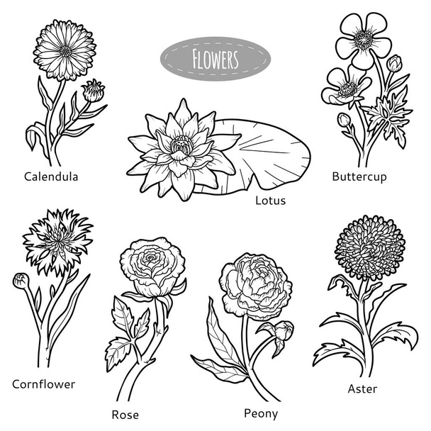 Vector set of flowers, black and white collection - Vector, afbeelding