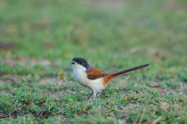 Burmese Shrike on ground - Photo, Image