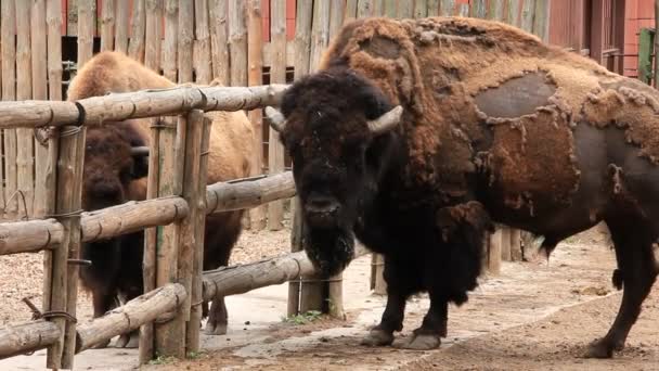 European bisons - Materiał filmowy, wideo
