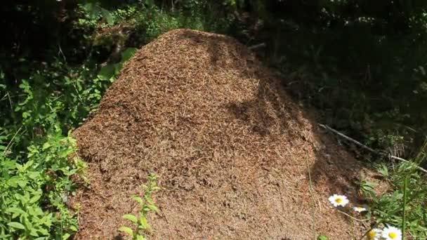 büyük bir karınca yuvası - Video, Çekim