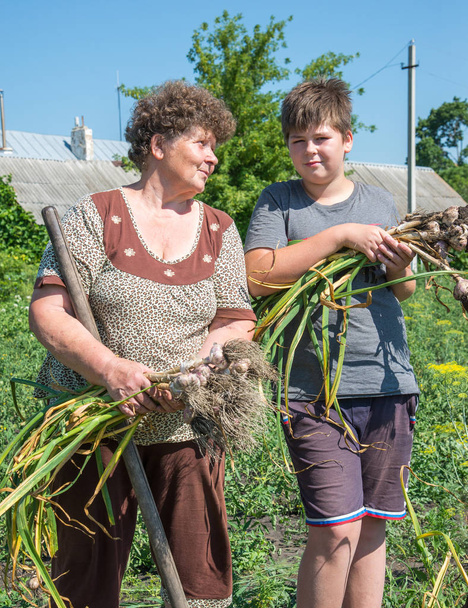 Grandmother with grandson harvested garlic harvest in garden - Фото, изображение