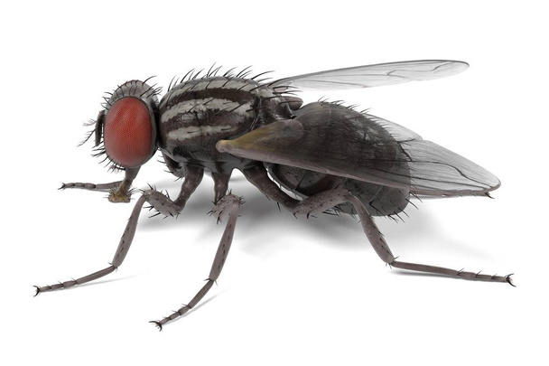realistische 3D-Darstellung von Musca domestica - Gemeine Fliege - Foto, Bild