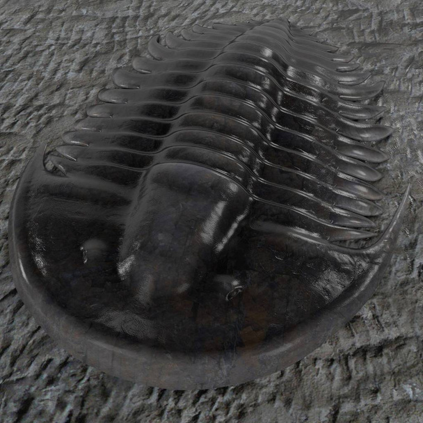 realistic 3d render of trilobite - Photo, Image