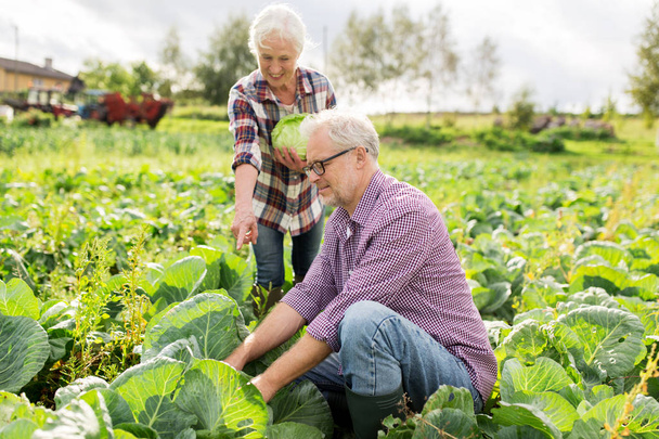 senior couple picking cabbage on farm - Foto, afbeelding