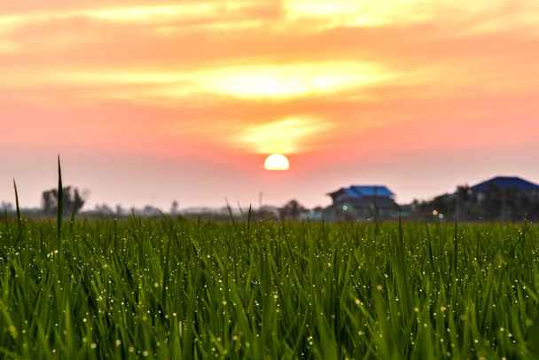 Groene rijstvelden, mooi uitzicht landschappen is licht zonsopgang in - Foto, afbeelding
