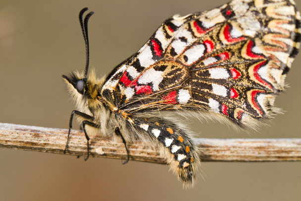 Spanish festoon butterfly (Zerynthia rumina) - Photo, Image