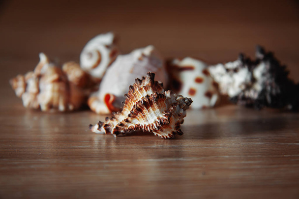 conchas de mar sobre fondo de madera - Foto, Imagen