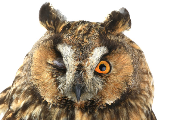 a portrait owl  - Photo, image