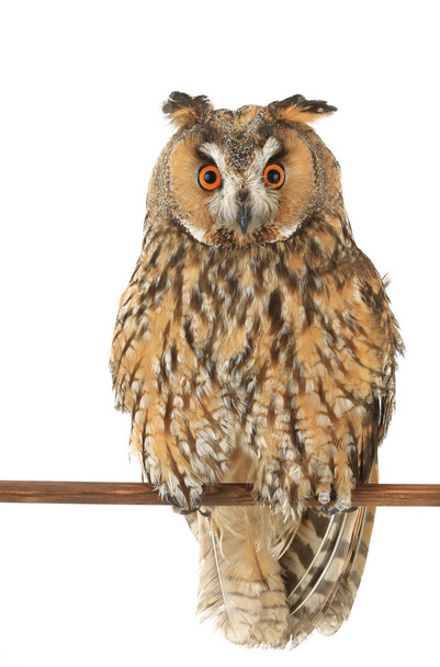 owl on a white background  - Фото, зображення