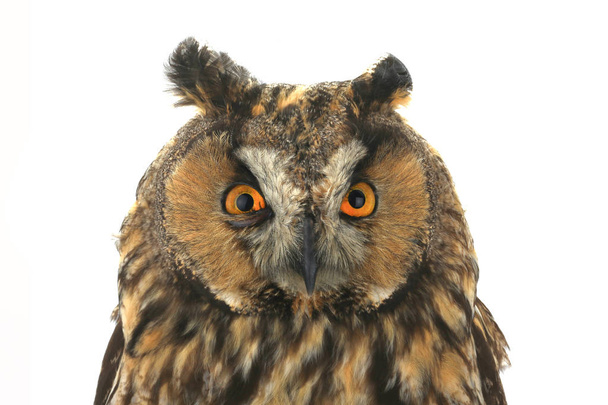 portrait owl on a white - Foto, immagini