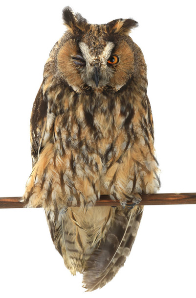 owl  on a white  - Valokuva, kuva