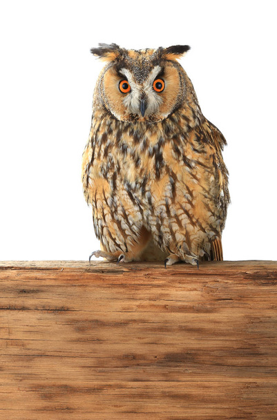  owl  on a white  - Zdjęcie, obraz