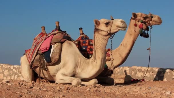 Camelos
 - Filmagem, Vídeo
