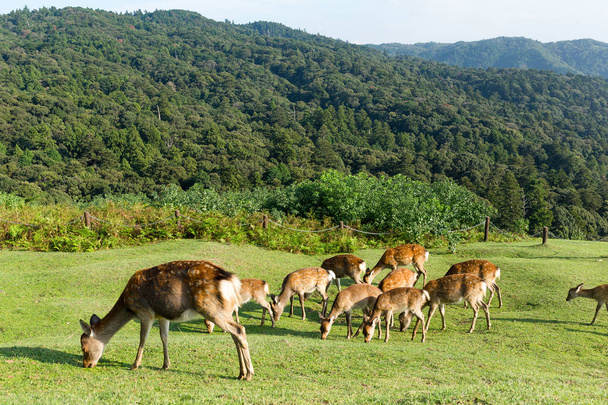 Group Deers eating grass on mountian - Valokuva, kuva