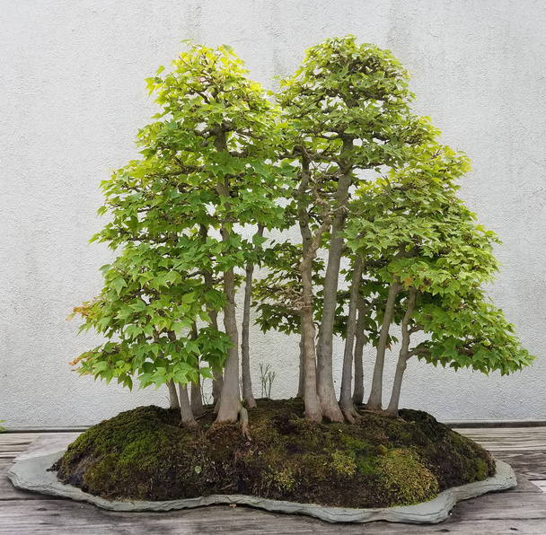 Миниатюрные деревья Бонсай
 - Фото, изображение