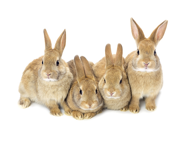Mooie baby bunnies - Foto, afbeelding