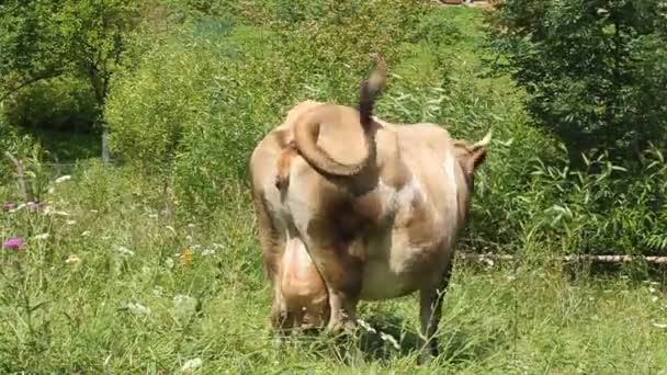 Молочная корова с большим выменем
 - Кадры, видео