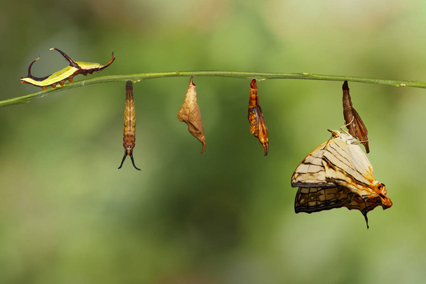 Ciclo de vida do mapa comum (Cyrestis thyodamas) borboleta de ca
 - Foto, Imagem