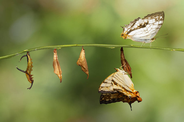 Transformation of Common map (Cyrestis tiodamas) butterfly fro
 - Фото, изображение