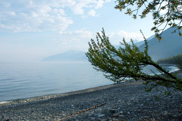 Lake Baikal. Lonely tree ashore in spring - Zdjęcie, obraz