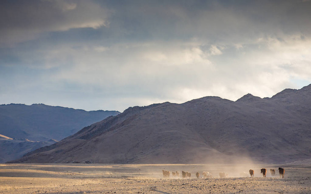 bir Moğol peyzaj Vahşi atlar - Fotoğraf, Görsel