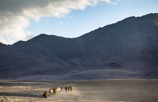 divocí koně v krajině, mongolský - Fotografie, Obrázek