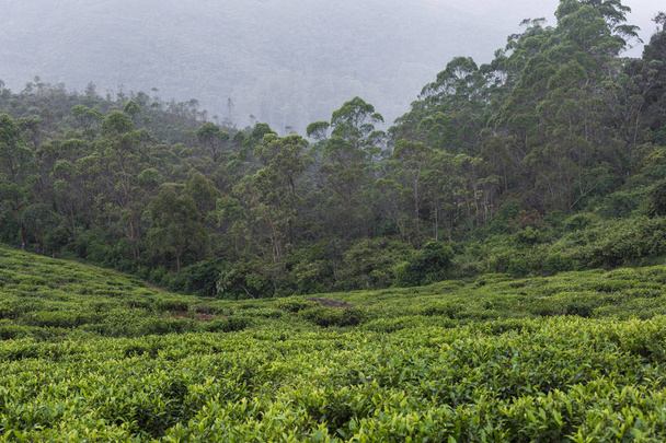 Landscape with green fields of tea in Sri Lanka - Photo, Image