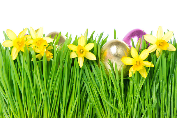 flores narcisas frescas de primavera con huevos de Pascua dorados
 - Foto, imagen