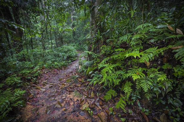 Pad in de jungle. Sinharaja regenwoud in Sri Lanka. - Foto, afbeelding