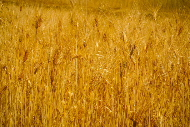 поля пшениці
 - Фото, зображення