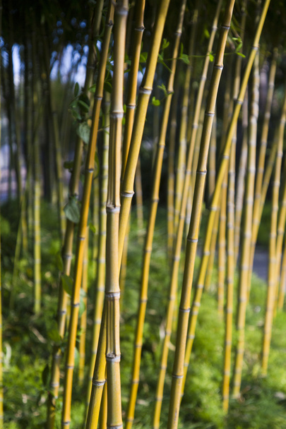 бамбук декоративний рослин
 - Фото, зображення
