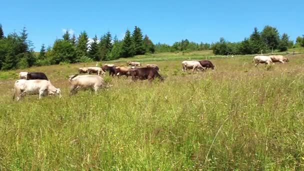αγελάδες και όμορφη φύση - Πλάνα, βίντεο