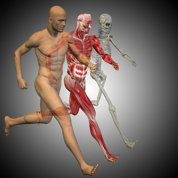 解剖学の骨を持つ男 - 写真・画像