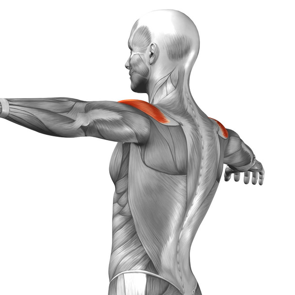 Músculos del brazo humano - Foto, imagen