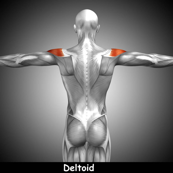 анатомия спины человека
 - Фото, изображение