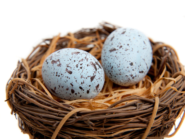 Two blue Robins Eggs in Nest-Decoration - Фото, зображення