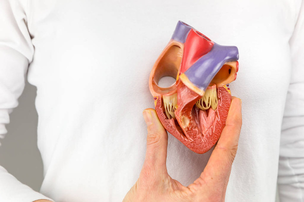 Hand holding heart model in front of chest - Photo, Image