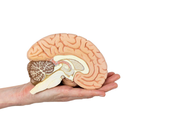 Mano sosteniendo el hemisferio cerebral sobre fondo blanco
 - Foto, Imagen