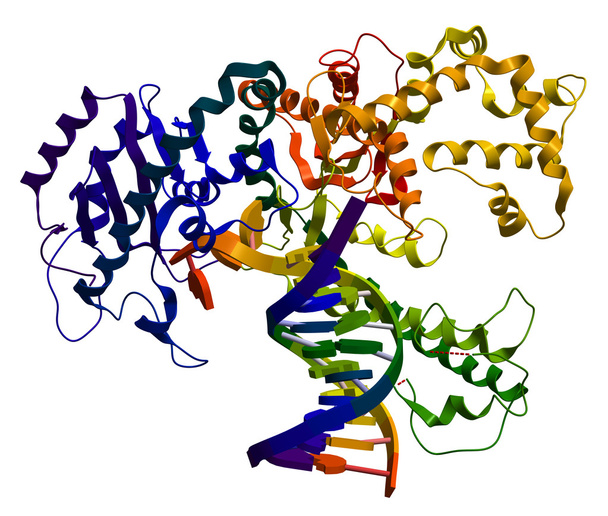 i. een enzym dat deelneemt aan de dna-replica van de polymerase van DNA - Foto, afbeelding