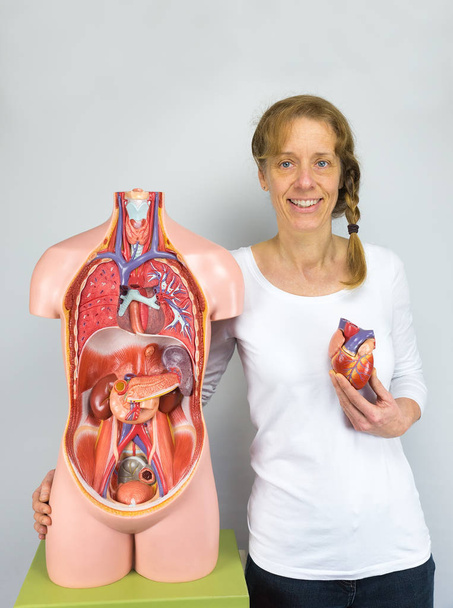 Nainen näyttää sydänmallia ja vartaloa
 - Valokuva, kuva