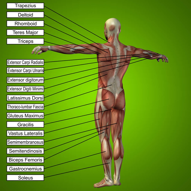 human anatomy with muscles - Photo, Image