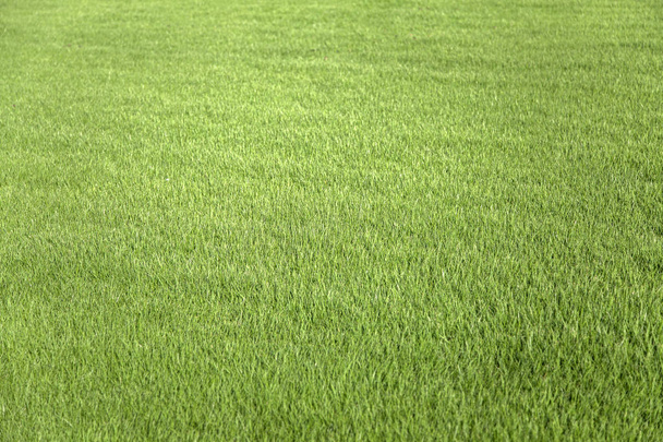 groen gras gazon - Foto, afbeelding